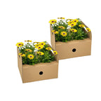8x Osteospermum Ecklonis Gelb, detail van het blad