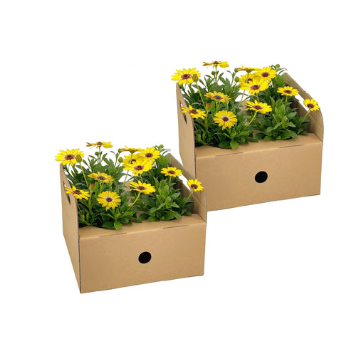 8x Osteospermum Ecklonis Gelb, detail van het blad