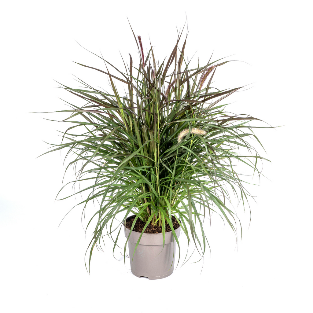 Pennisetum x Advena Chelsea, plant in pot