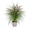 Pennisetum x Advena Chelsea, plant in pot