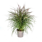 Pennisetum x Advena Chelsea, plant in pot
