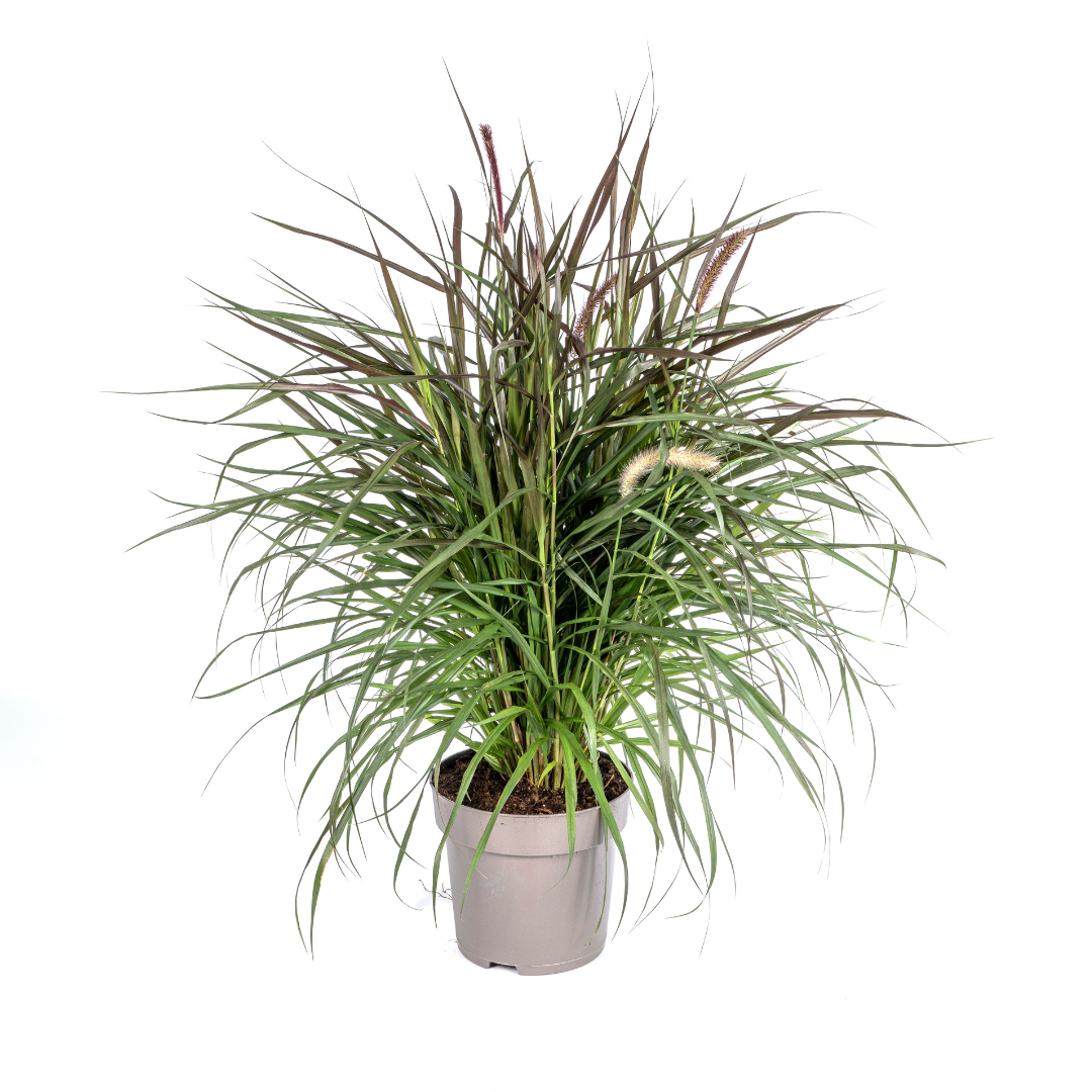 Pennisetum x Advena Chelsea, plant in pot