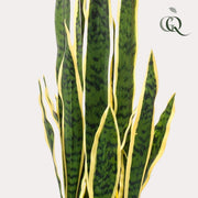 Kunstplant - Sanseveria Trifasciata - Vrouwentong