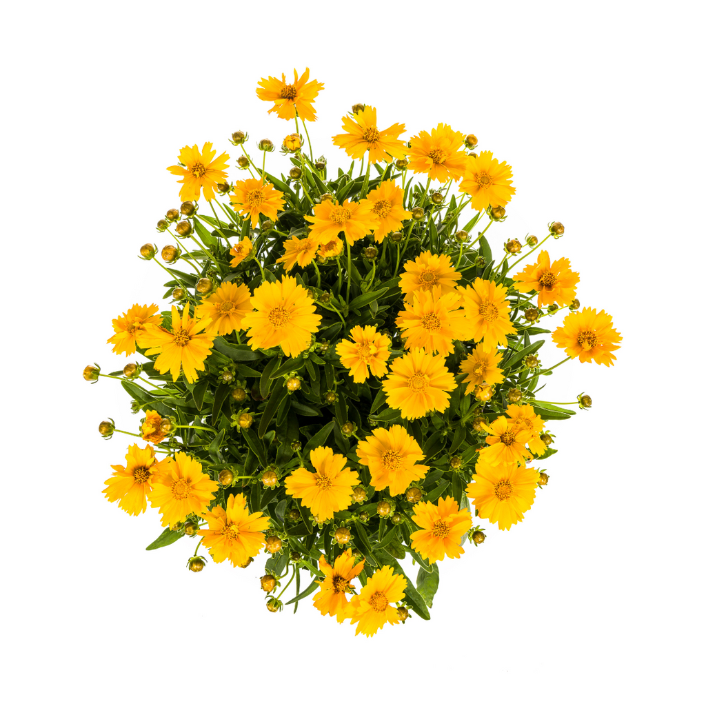 Coreopsis Grandiflora, plant in pot