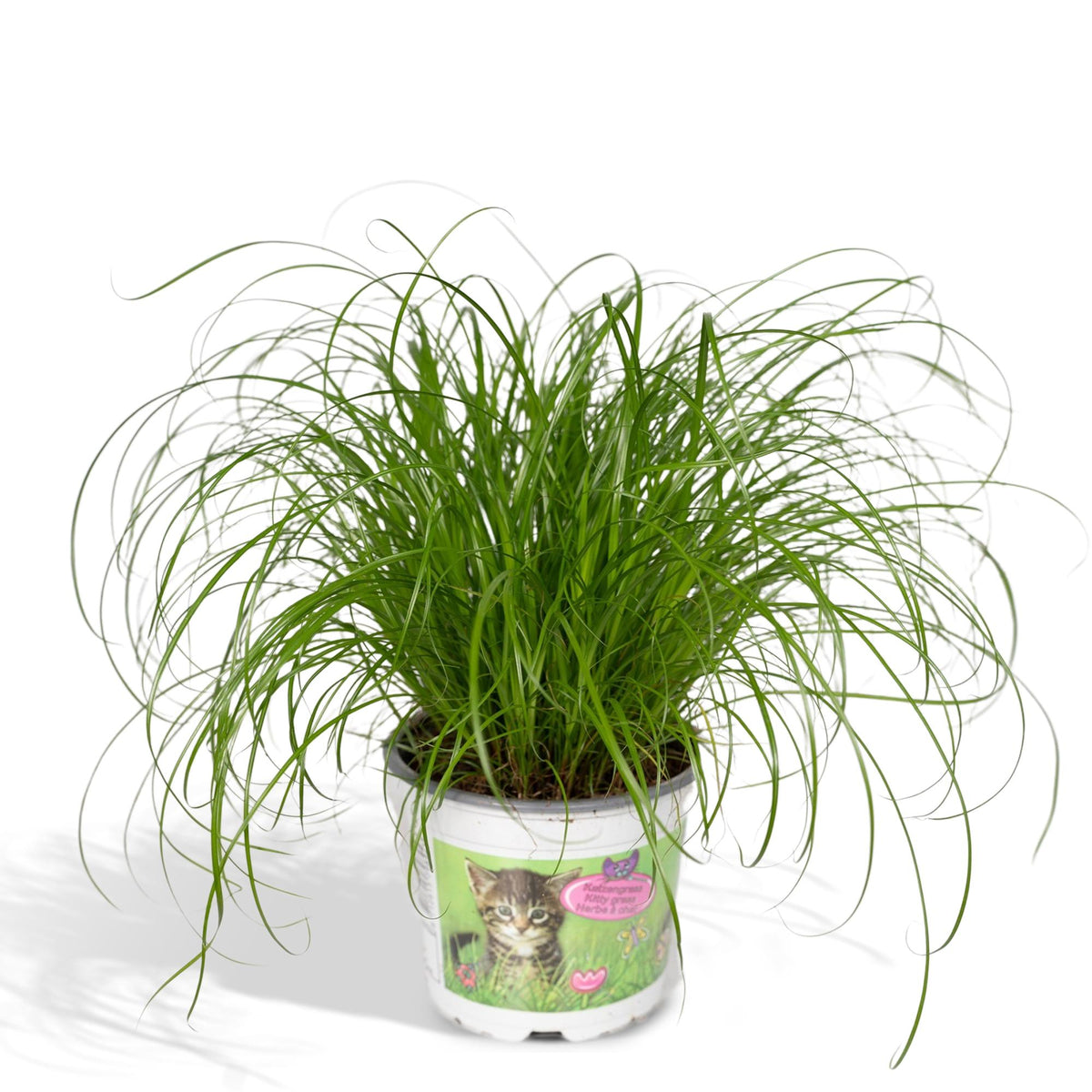 Productafbeelding van Pureplant
