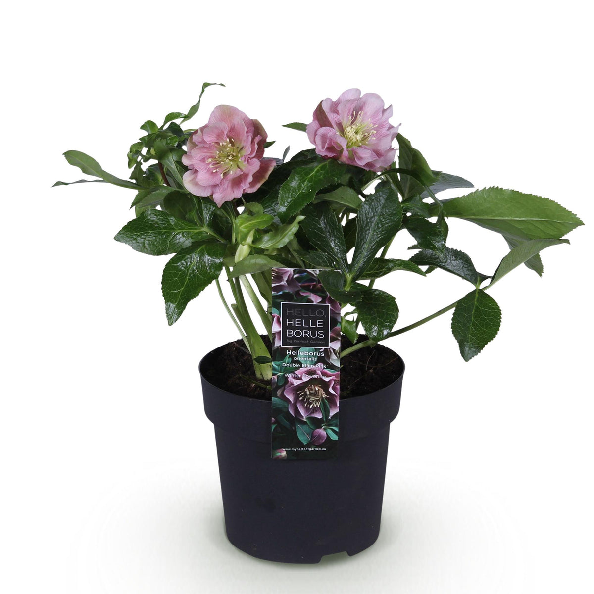 Lenten rose Helleborus orientalis Double Ellen Pink, kenmerkend blad