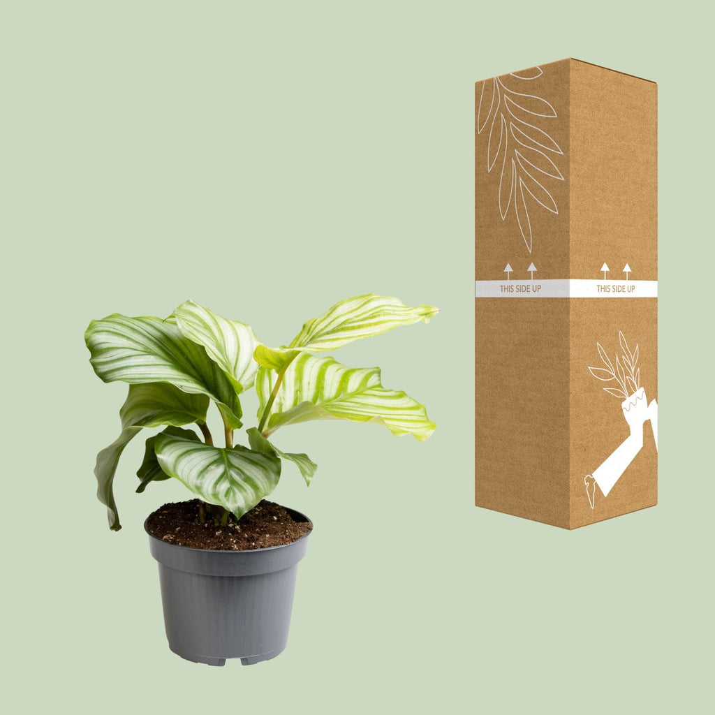 Calathea Orbifolia, kenmerkend blad