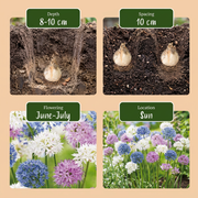 Sierui Allium &