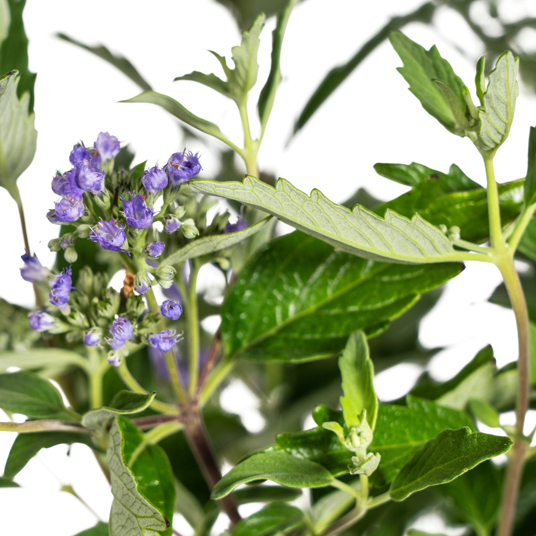 Caryopteris x Clandonensis, kenmerkend blad
