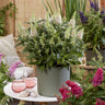 3x Buddleja davidii Butterfly Candy Little White
