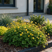 Vasteplant - Waldsteinia ternata - Goudaardbei - Bodembedekkend - Geel - 24 Planten - Pot 11cm - Hoogte 15-25cm