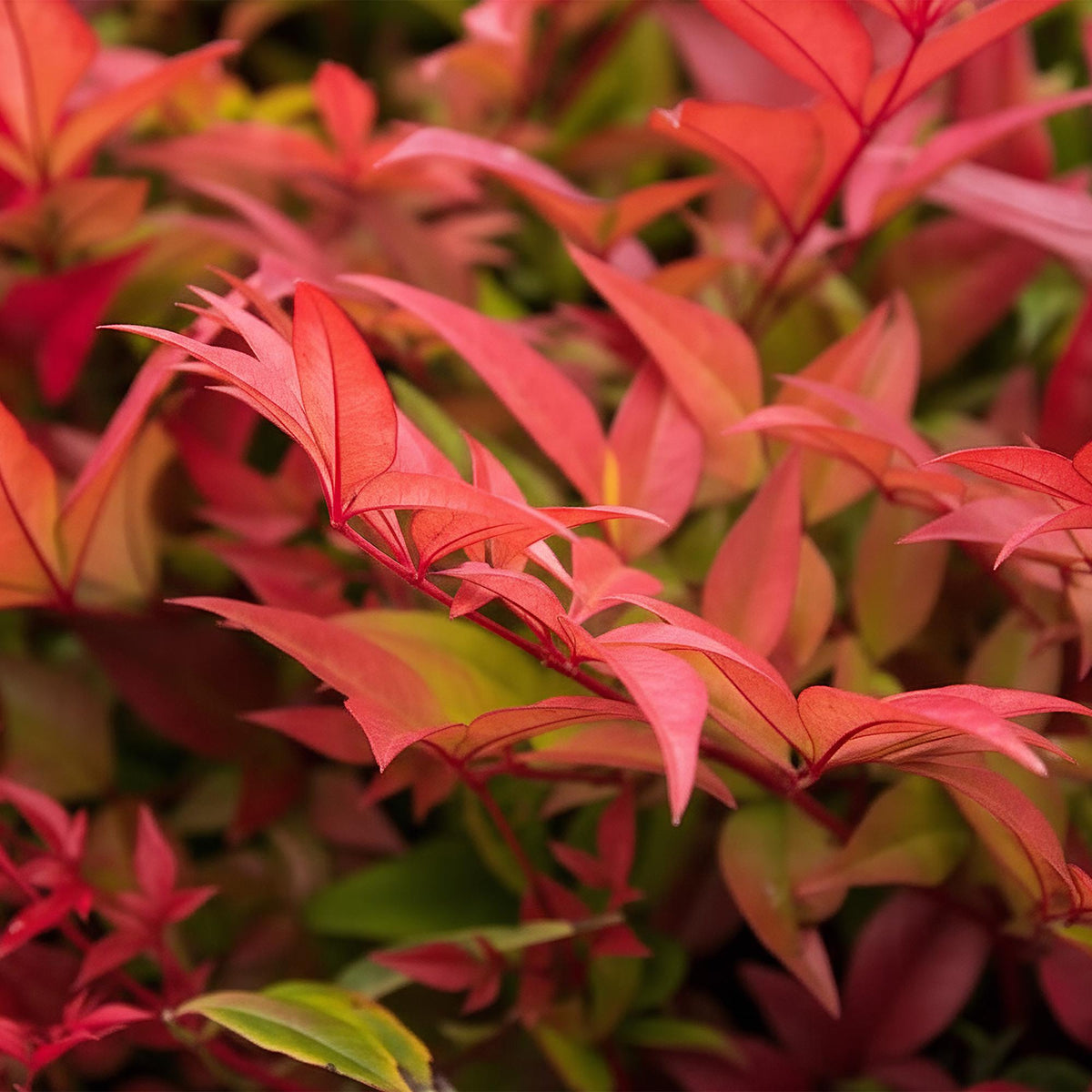 Nandina Gulfstream, groeiwijze van de plant