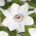 Productafbeelding van Pureplant