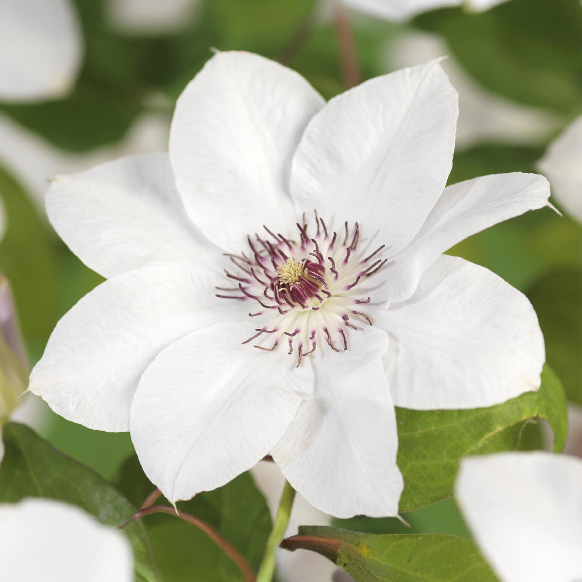 Productafbeelding van Pureplant