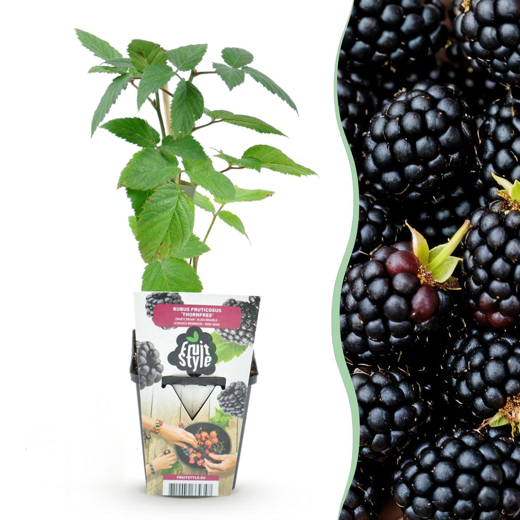 Doornloze braam Rubus Thornfree, groeiwijze van de plant