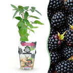 Doornloze braam Rubus Thornfree, groeiwijze van de plant