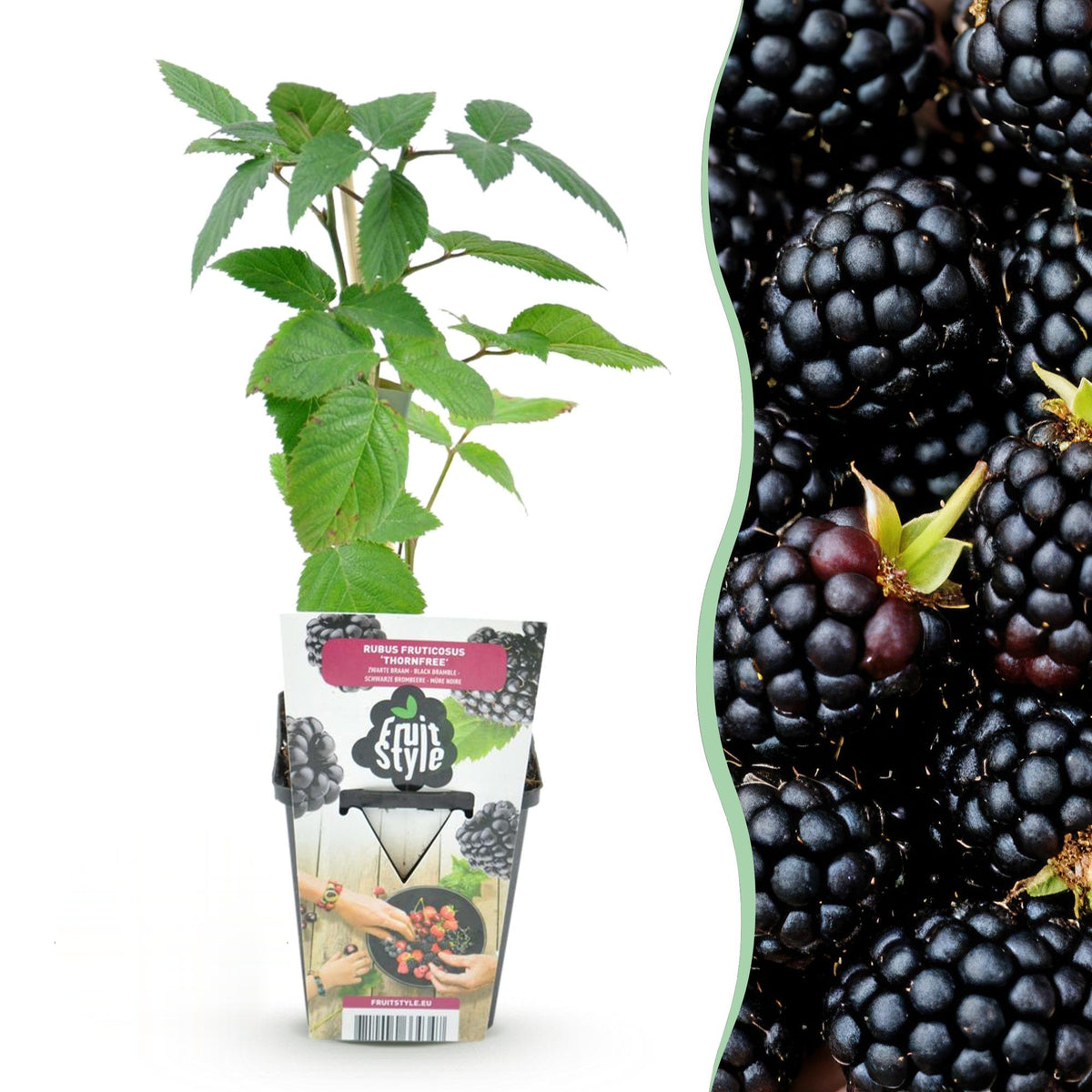 Doornloze braam Rubus Thornfree, groeiwijze van de plant