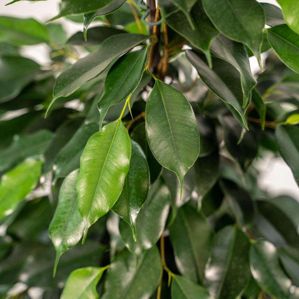 Detailfoto van Ficus benjamina Danielle