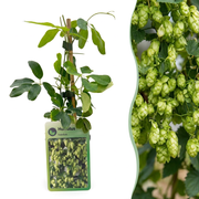 Humulus lupulus &