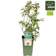 Vaccinium corymbosum &