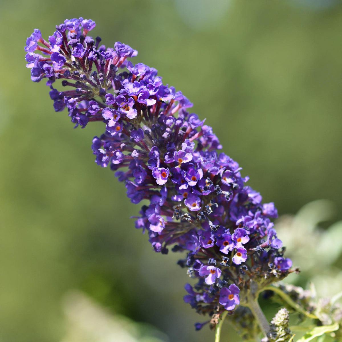 Buddleja davidii Black Night, groene bladeren