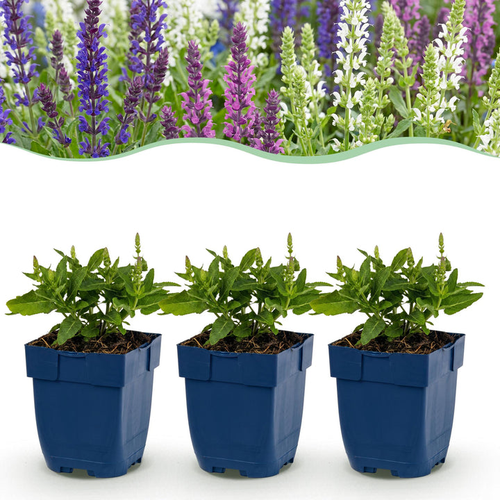 Salie Tricolour, met paarse, roze en witte bloemen (12x)