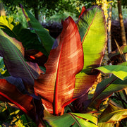 Bananenplant Ensete ventricosum Maurelli, 30 cm hoog