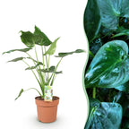 Alocasia Cucullata, detail van het blad