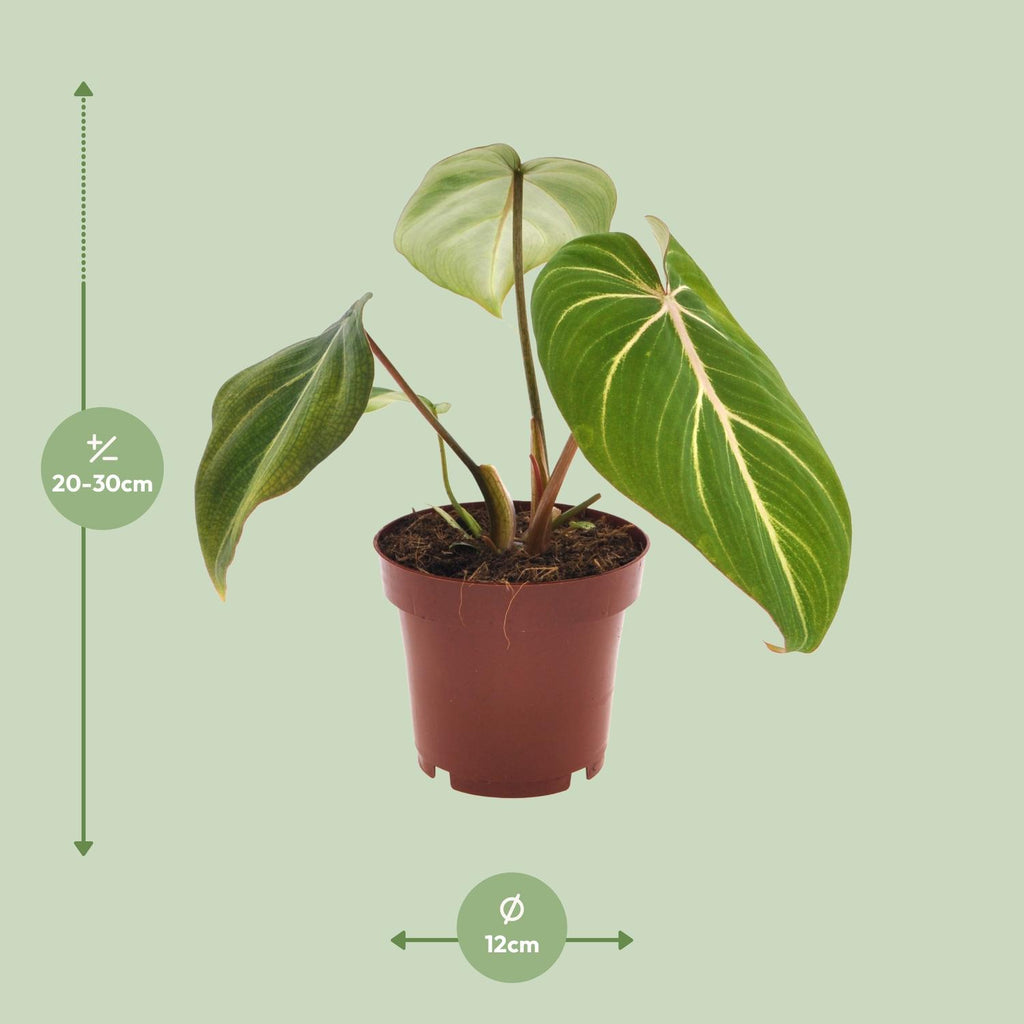 Detailfoto van Philodendron Selloum Atom