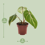 Detailfoto van Philodendron Selloum Atom