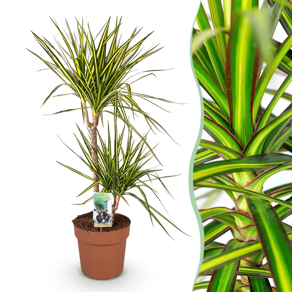 Dracaena Sunray, detail van het blad