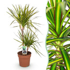 Dracaena Sunray, detail van het blad