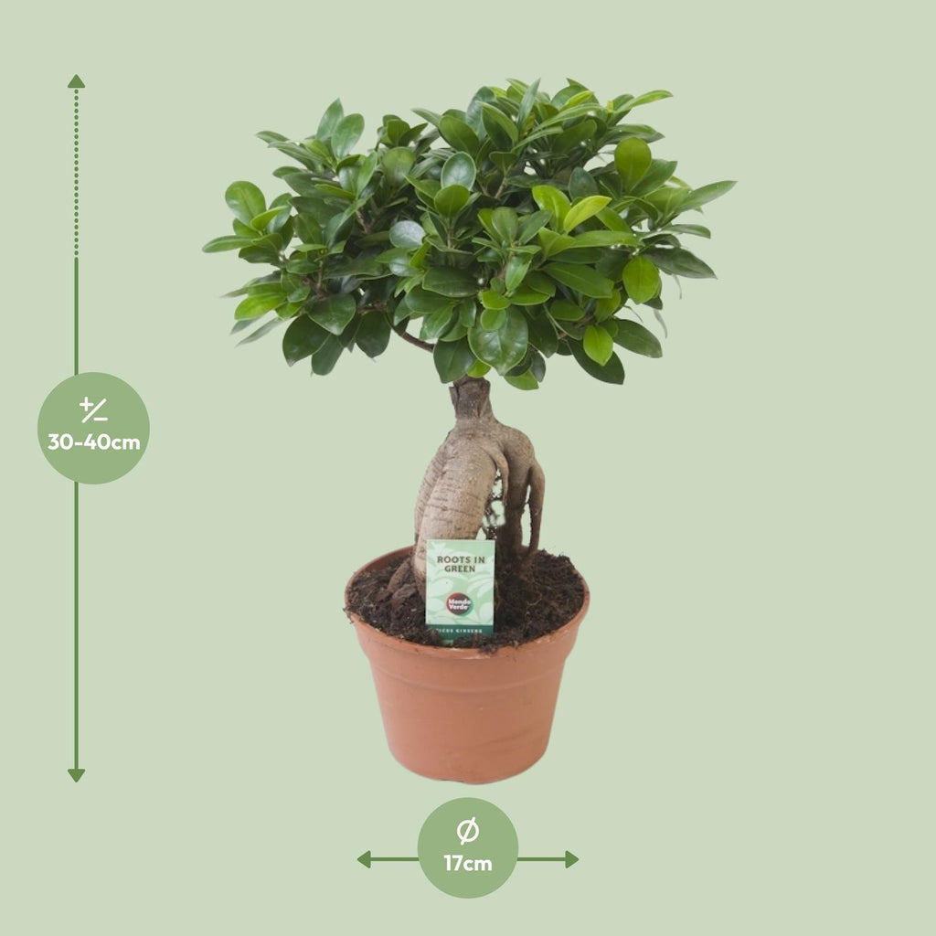 Ficus Ginseng, detail van het blad