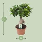 Ficus Ginseng, detail van het blad