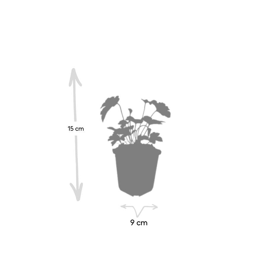 Anemone tom. 'Robustissima', groeiwijze van de plant