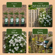 Clematis &