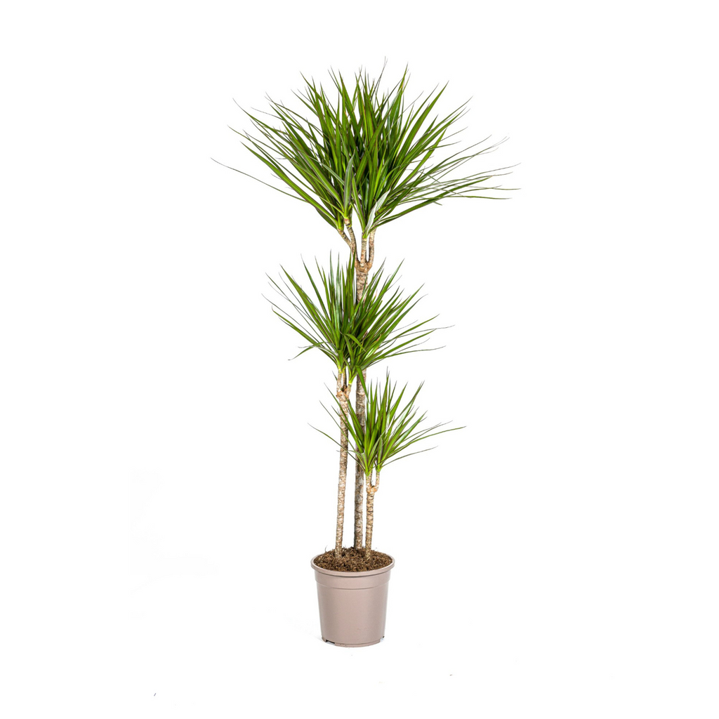 Dracaena Marginata Green, plant in pot