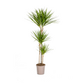 Dracaena Marginata Green, plant in pot
