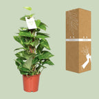 Detailfoto van Epipremnum Pinnatum Mosstok 60cm Scindapsus