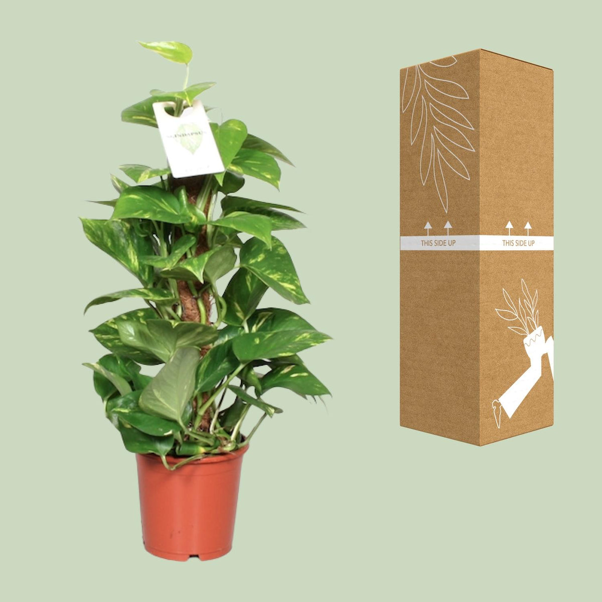Detailfoto van Epipremnum Pinnatum Mosstok 60cm Scindapsus