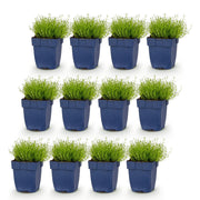 Sagina subulata - Vetmuur - Rotsplanten - Wit - 12 Planten