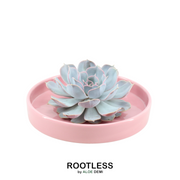 ROOTLESS Succulent Echeveria Lilacina in schaal &