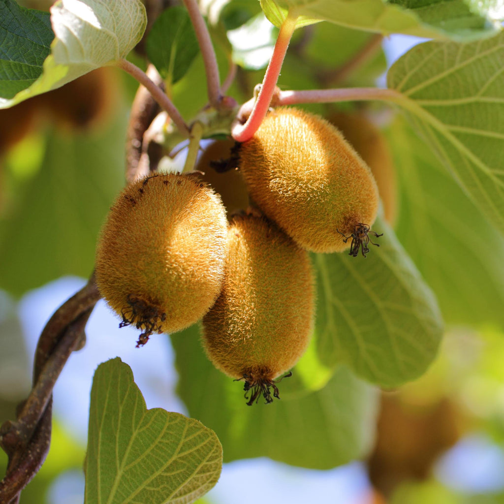 Kiwiplant Weiki & Golden Kiwi, groene bladeren