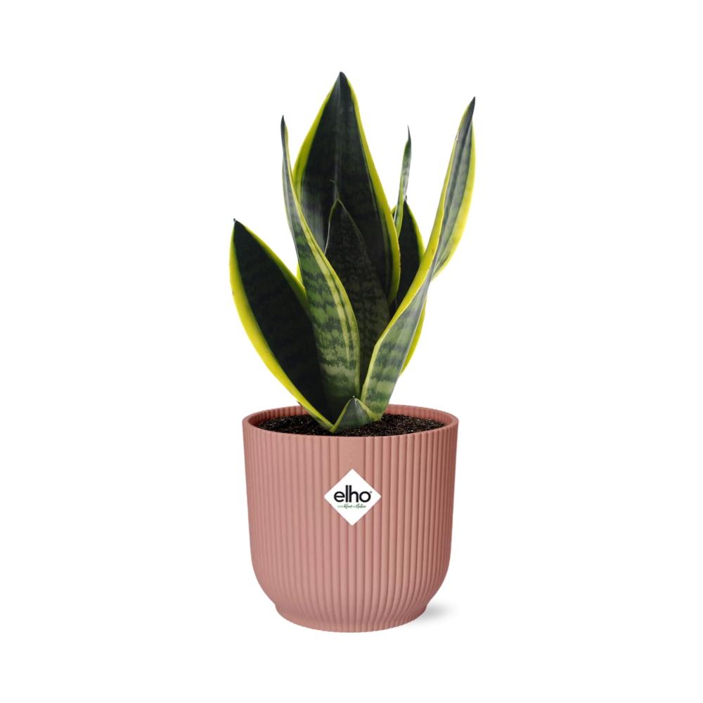 Detailfoto van Sansevieria Futura Superba in ELHO Vibes Fold 14cm roze