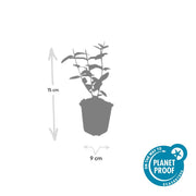 Hypericum inodorum &