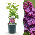 Syringa vulgaris Ludwig Spath, plant in pot