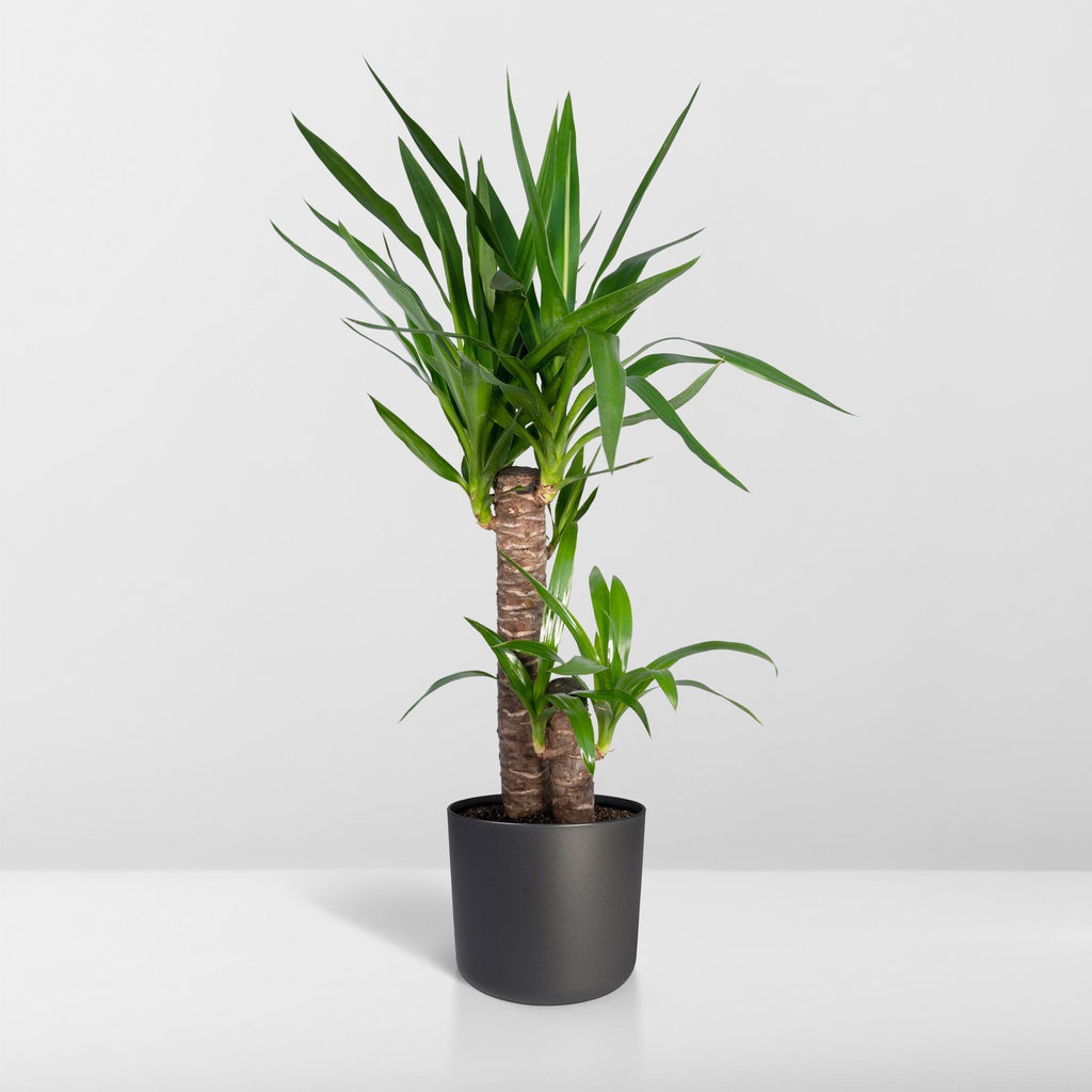 Yucca elephantipes, stekelig blad op stam, 85 cm hoog, gezonde plant