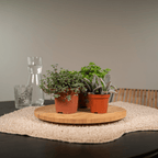 Succulenten mix met verschillende vetplanten