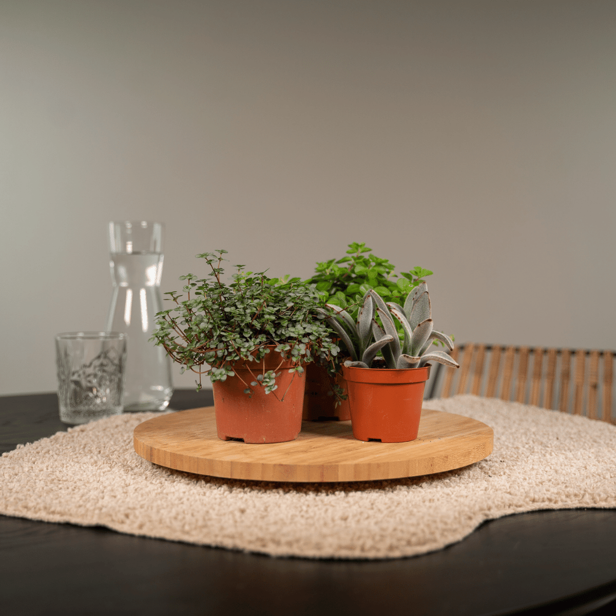 Succulenten mix met verschillende vetplanten