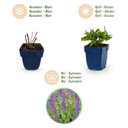 Salie nem. Sense Deepl Blue, 6x met paarse bloemen